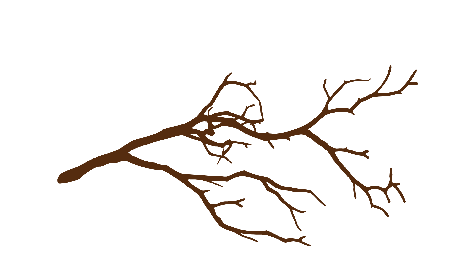 Leafless Tree